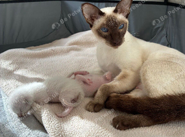 Beautiful Siamese Kittens - Perfect Christmas Edition