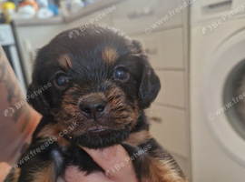 Beautiful Cavapoopugs