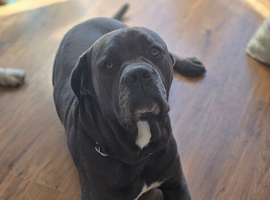 # **ELITE CANE CORSO LITTER: THE ULTIMATE FAMILY GUARDIANS**