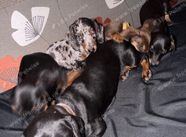 Miniature dachshund puppies for sale