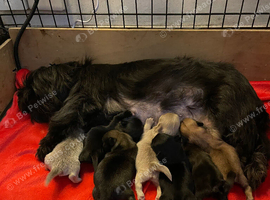 imperial karisishi dobie shih tzus