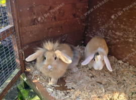 Loin cross mini lops
