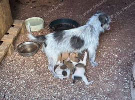 Puppies for sale