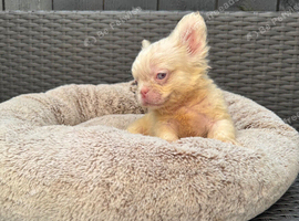 French bulldog full fluffy