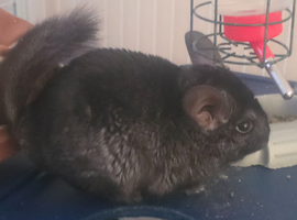 Chinchilla and cage