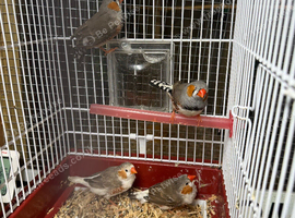 4 cock bird zebra finch