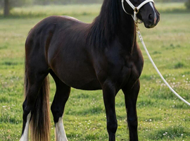 Outstanding chocolate dun 2yr filly