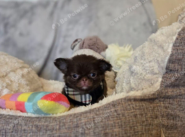Xx Quality chihuahua longcoat chocolate Xx