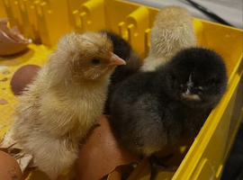 Hybrid chicks & runner ducklings