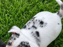 Jack Russel