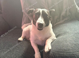 Jack russell male dog