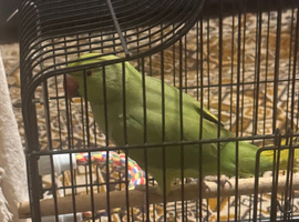 Male 9-12 month old