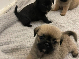 8 beautiful shih-tzu pups