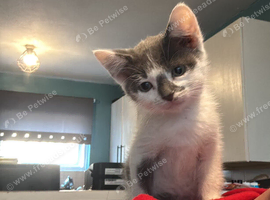 Male kitten for sale