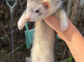 Ferrets