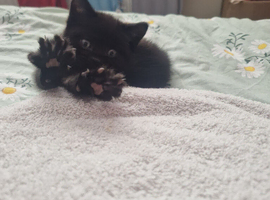 6 beautiful kittens READY NOW