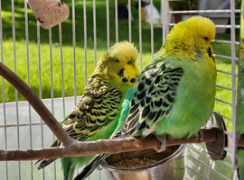 Two male budgies for rehoming