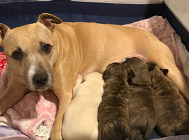 1 male puppy for sale