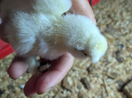 Day old white silkie chicks