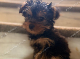 Yorkshire Terrier Puppy BOY