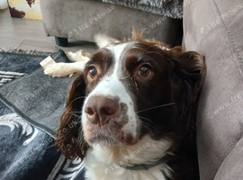 Springer spaniel pups