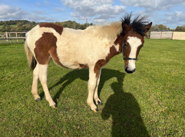 Skewbald Filly DHP 6months well handled