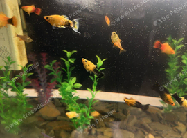 Fish free to collect