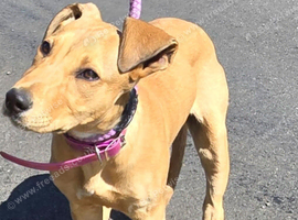 Lurcher bitch
