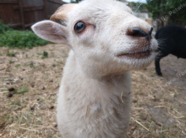 Registered Pedigree Ouessant wether and ram lamb