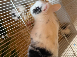 Rabbits for sale