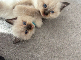 Pure Ragdoll kittens ready for forever home