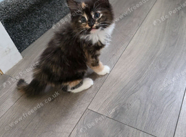 Calico longhair female