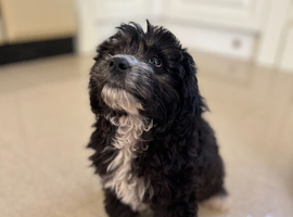 Male jackapoo looking for a forever home in Evesham