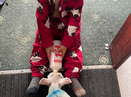 Pet lamb 10 days old now looking for a new home on milk