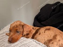 10 weeks old