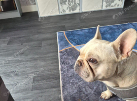 Frenchie