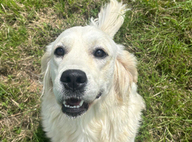 1 year old kennel club registered female