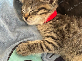Beautiful playful kittens ready now