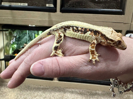 Crested Geckos for sale Standards and Lily Whites