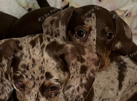 Dachshund puppies