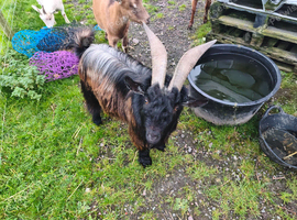 Pygmy billy goat