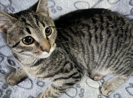 7 month kitten