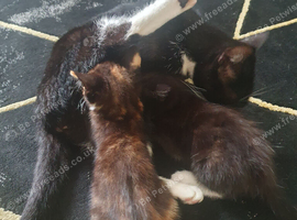 8 weeks kitten