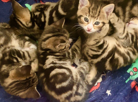 Adorable kittens 2 girls 3 boys &pound;100-&pound;200