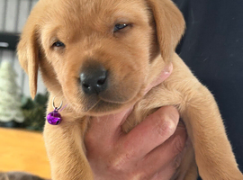 Red Labrador retriever male