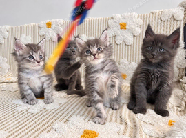 Tica registered blue Maine Coon