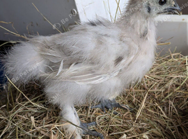 Silkie chicks