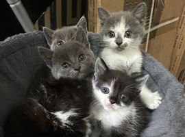 Beautiful three-quarter Maine Coon Kittens