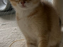 GCCF NY12 British shorthair