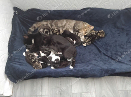 Kittens for sale to good homes please